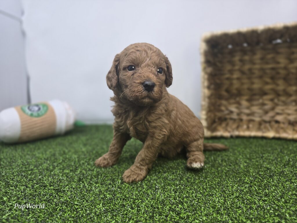 Avery - Goldendoodle Mini F1b - Image 5