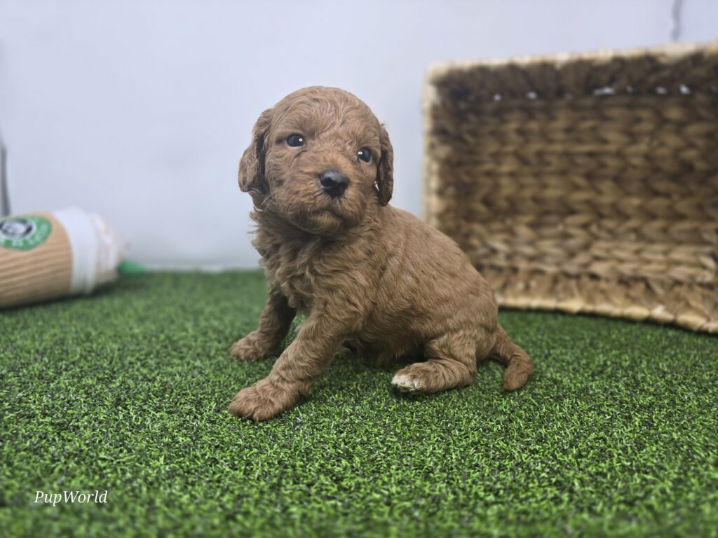 Avery - Goldendoodle Mini F1b - Image 4