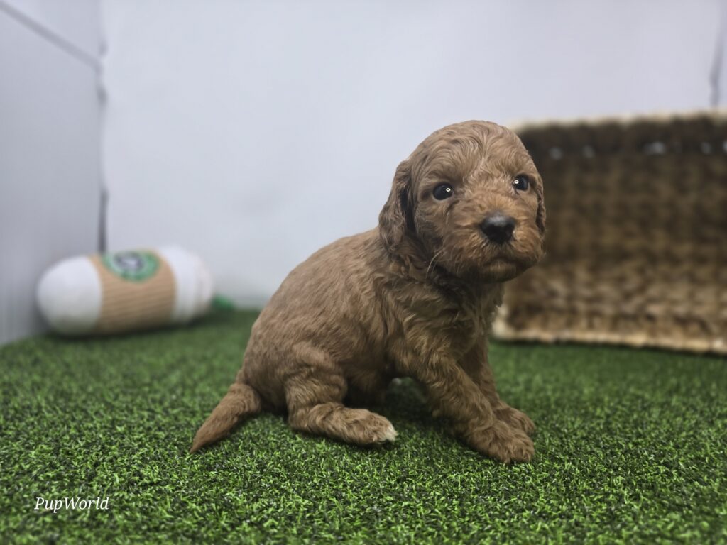Avery - Goldendoodle Mini F1b - Image 3