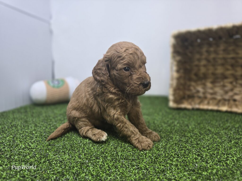 Avery - Goldendoodle Mini F1b - Image 2