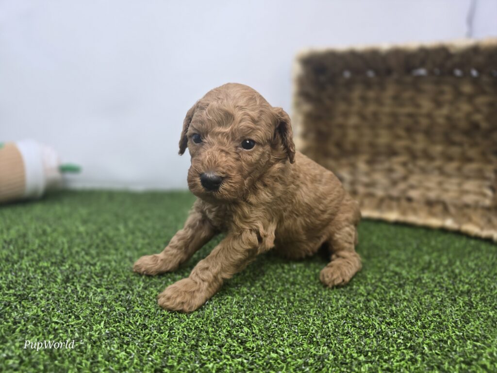 Lucy - Goldendoodle Mini F1b - Image 2