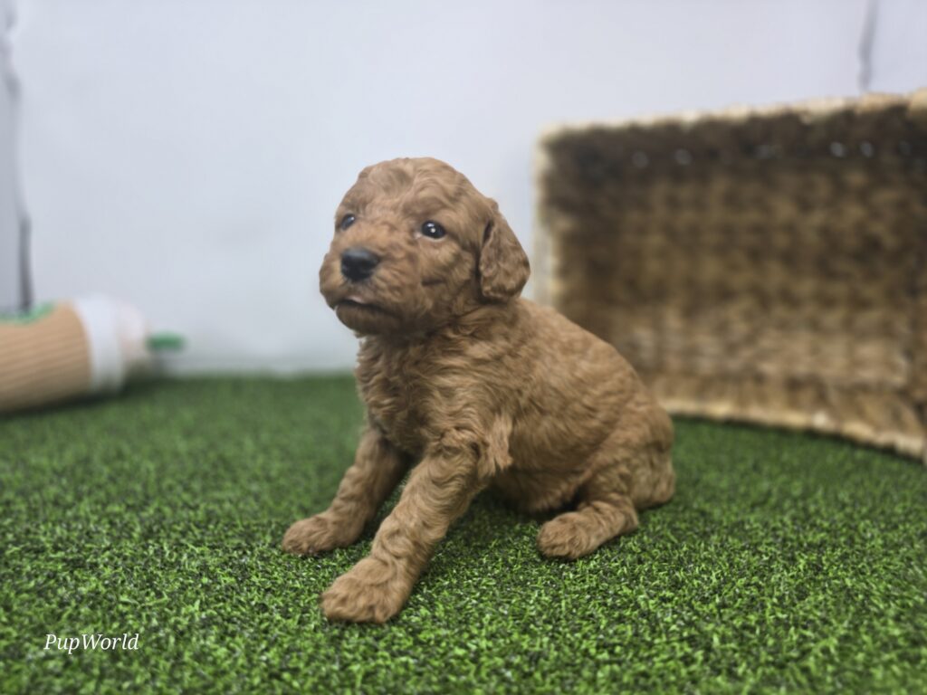 Lucy - Goldendoodle Mini F1b - Image 3