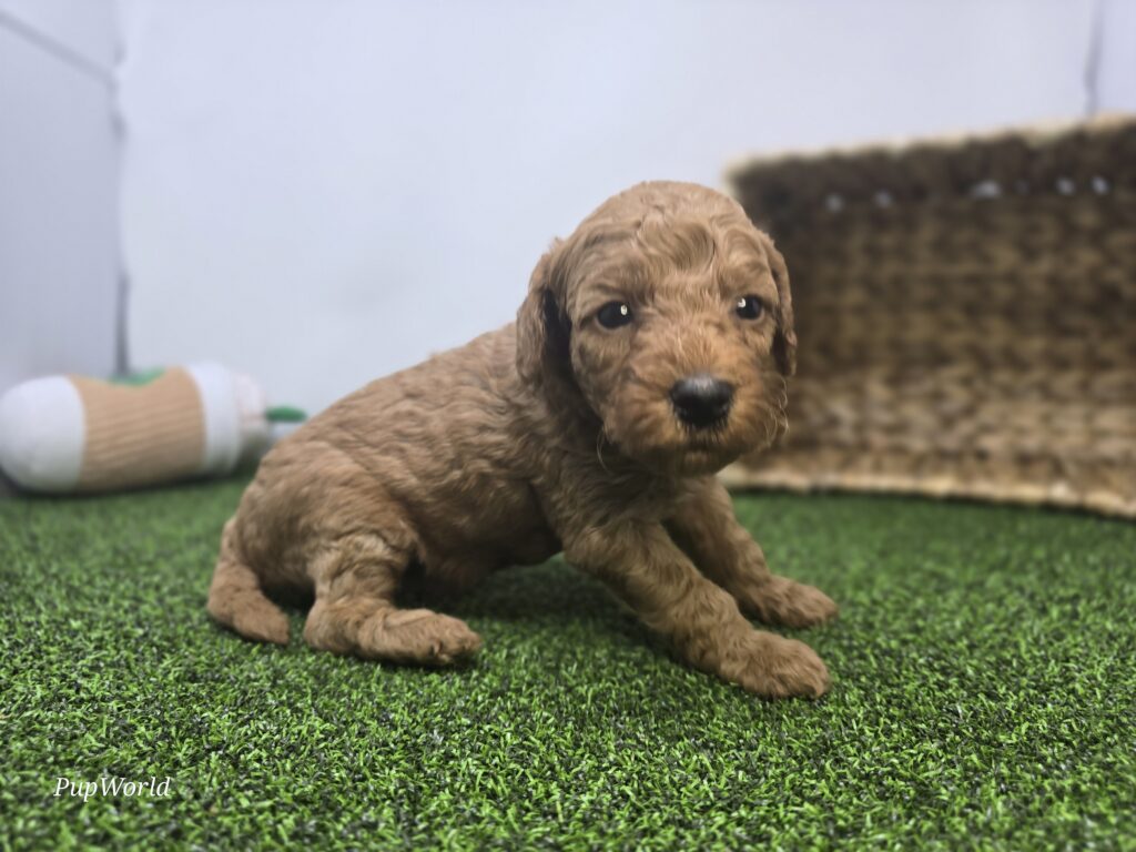 Lucy - Goldendoodle Mini F1b - Image 4