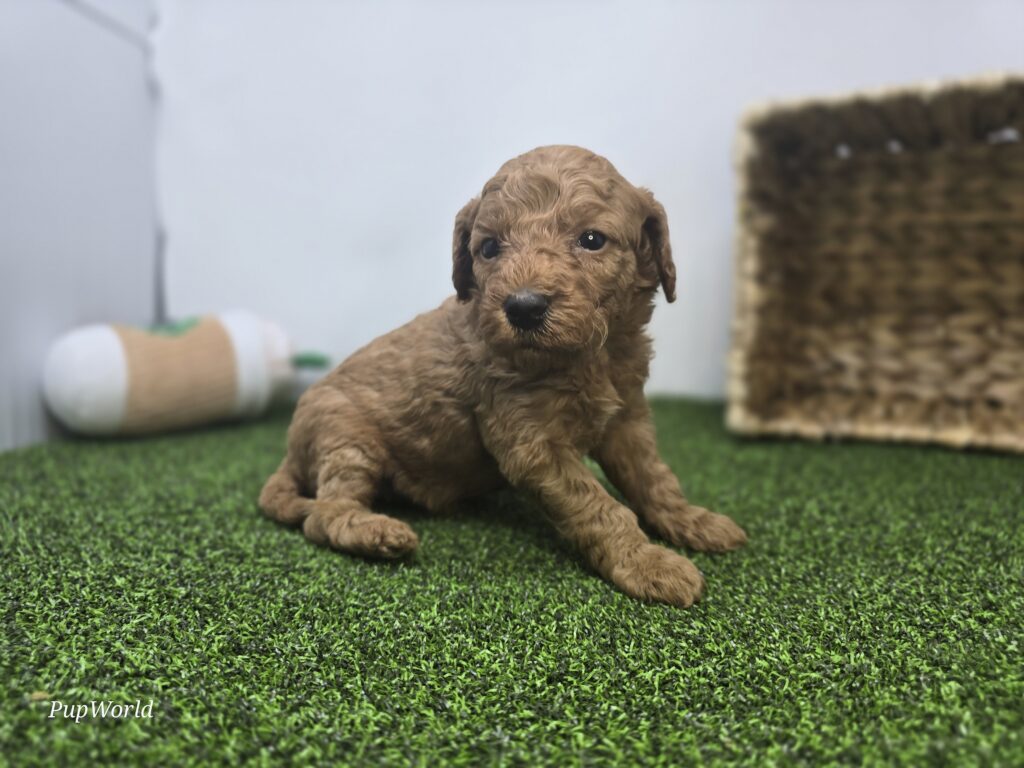 Lucy - Goldendoodle Mini F1b - Image 5