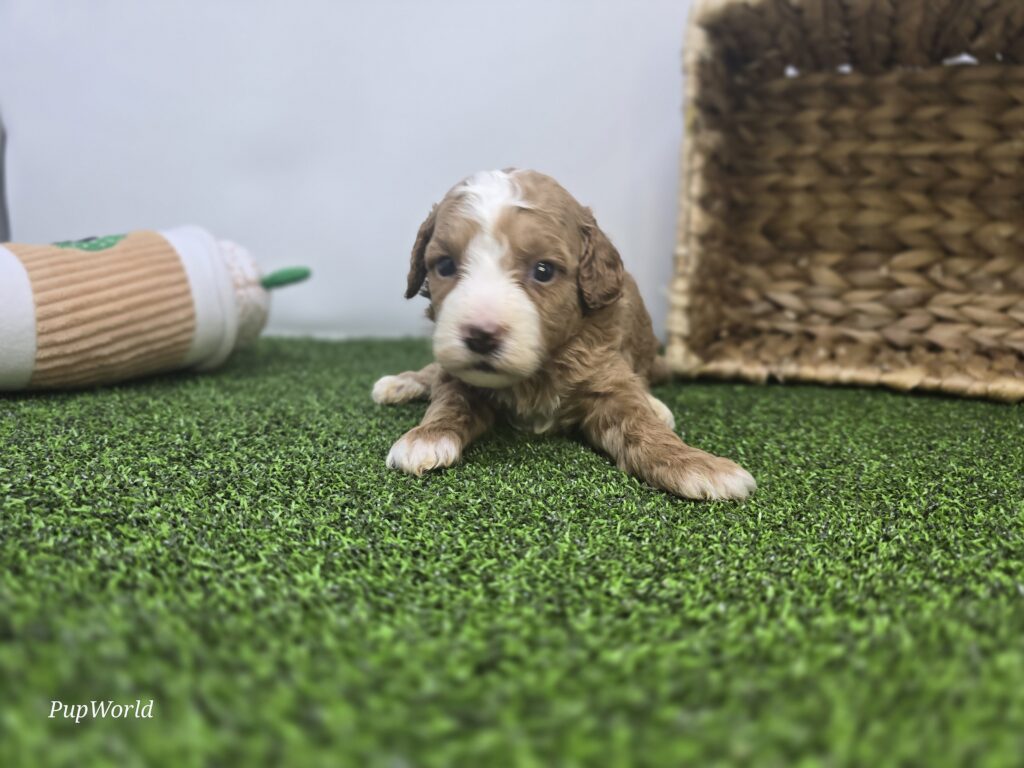 Lainey - Goldendoodle Mini F1b - Image 5