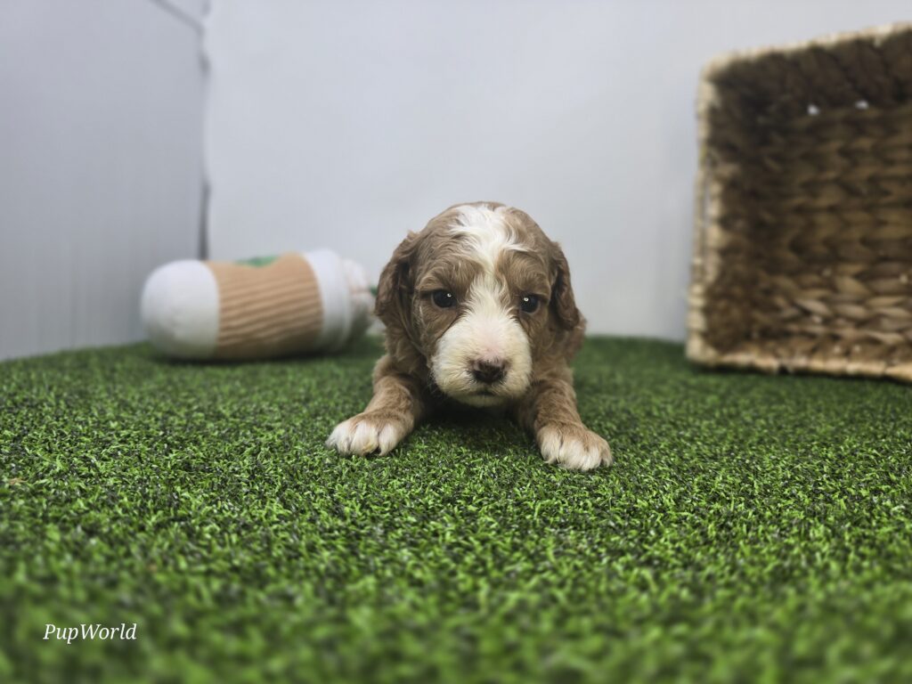 Lainey - Goldendoodle Mini F1b - Image 4