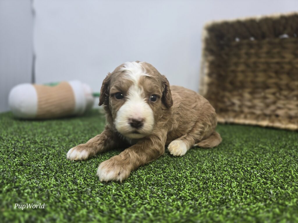 Lainey - Goldendoodle Mini F1b - Image 2