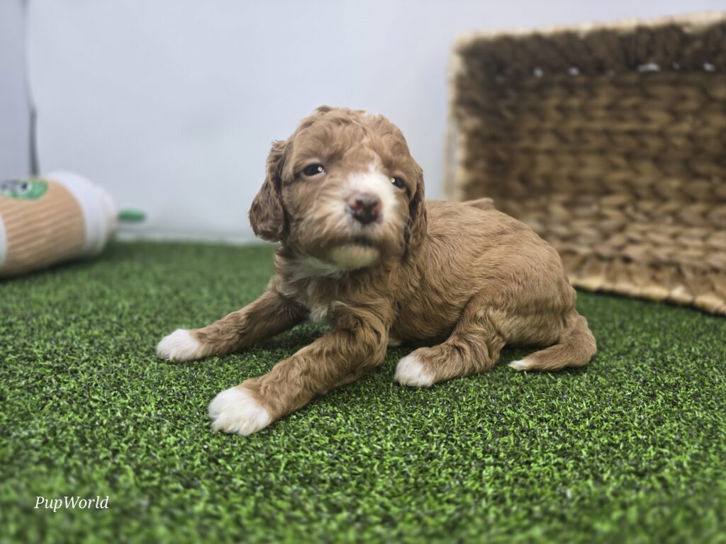 Phoebe - Goldendoodle Mini F1b - Image 3