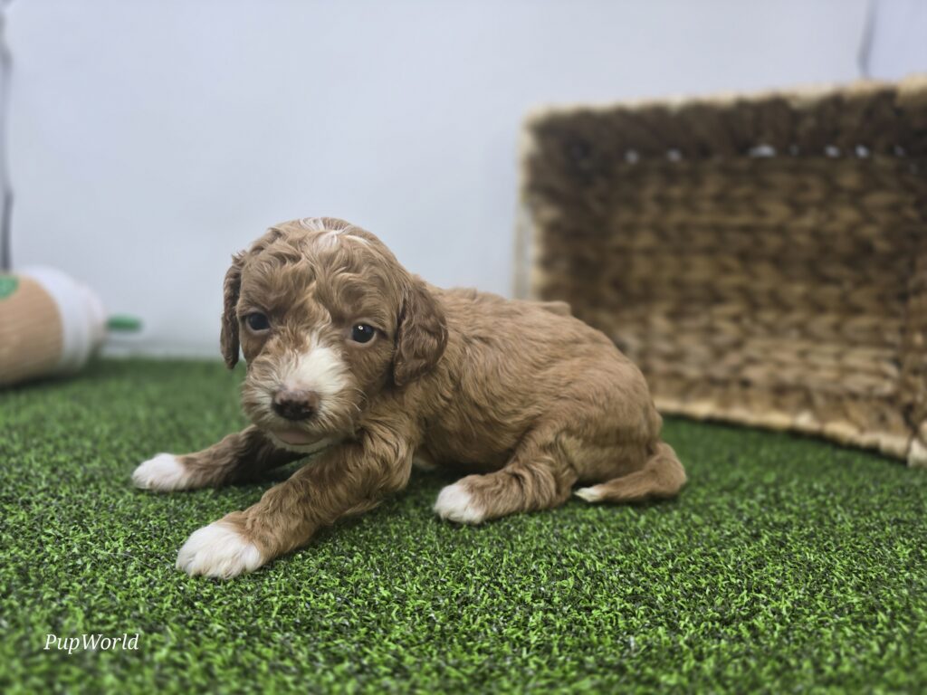 Phoebe - Goldendoodle Mini F1b - Image 4