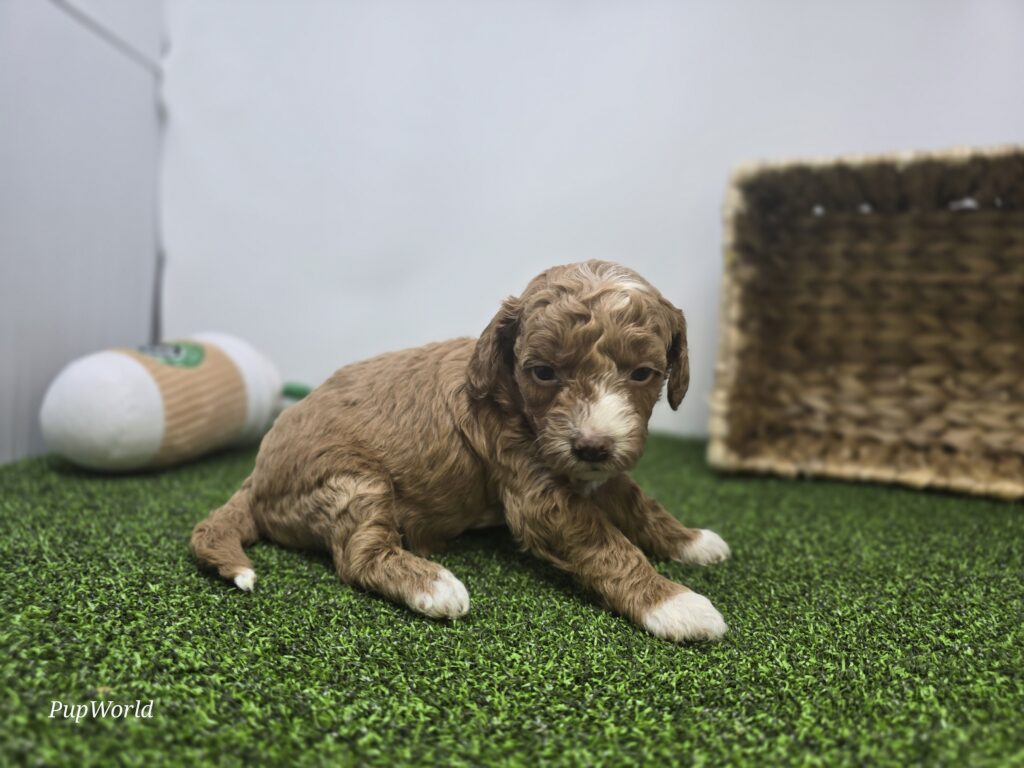 Phoebe - Goldendoodle Mini F1b - Image 5