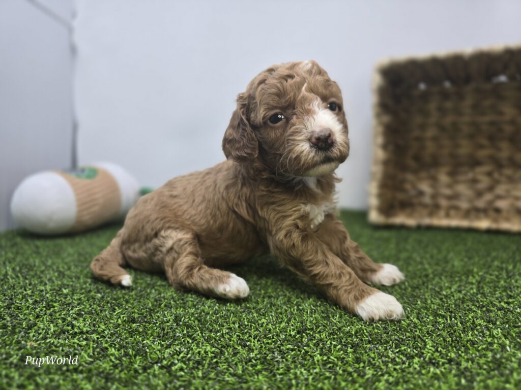 Phoebe - Goldendoodle Mini F1b - Image 6