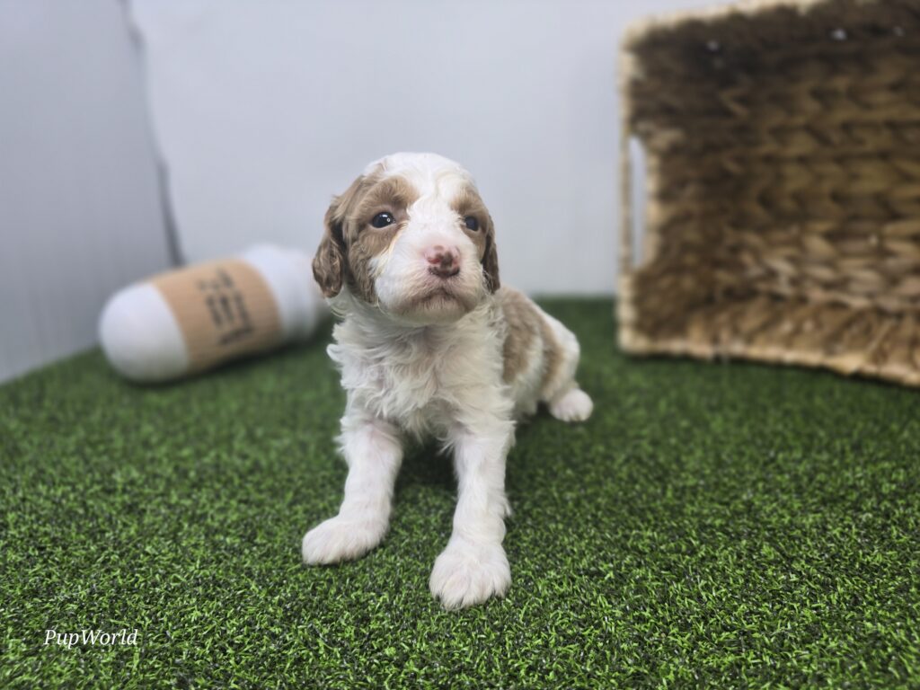 Annie - Goldendoodle Mini F1b - Image 5