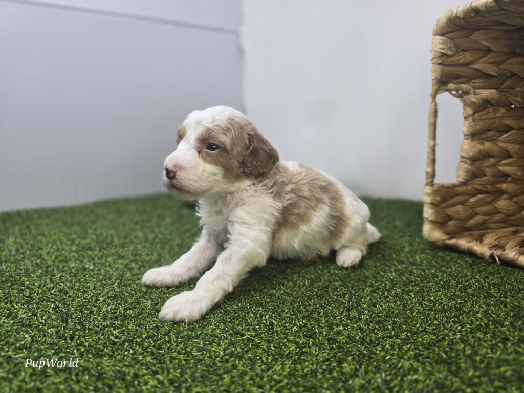 Annie - Goldendoodle Mini F1b - Image 3