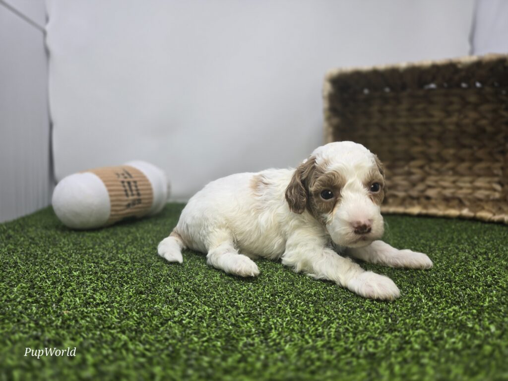 Annie - Goldendoodle Mini F1b - Image 2