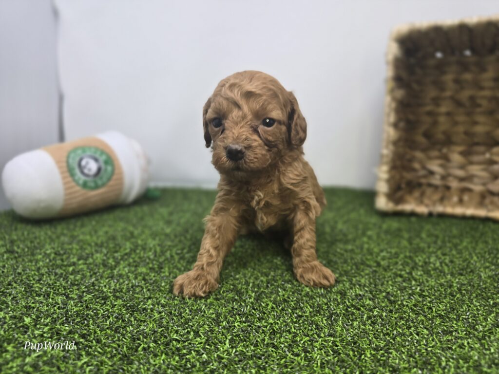 Lola - Goldendoodle Mini F1b - Image 5