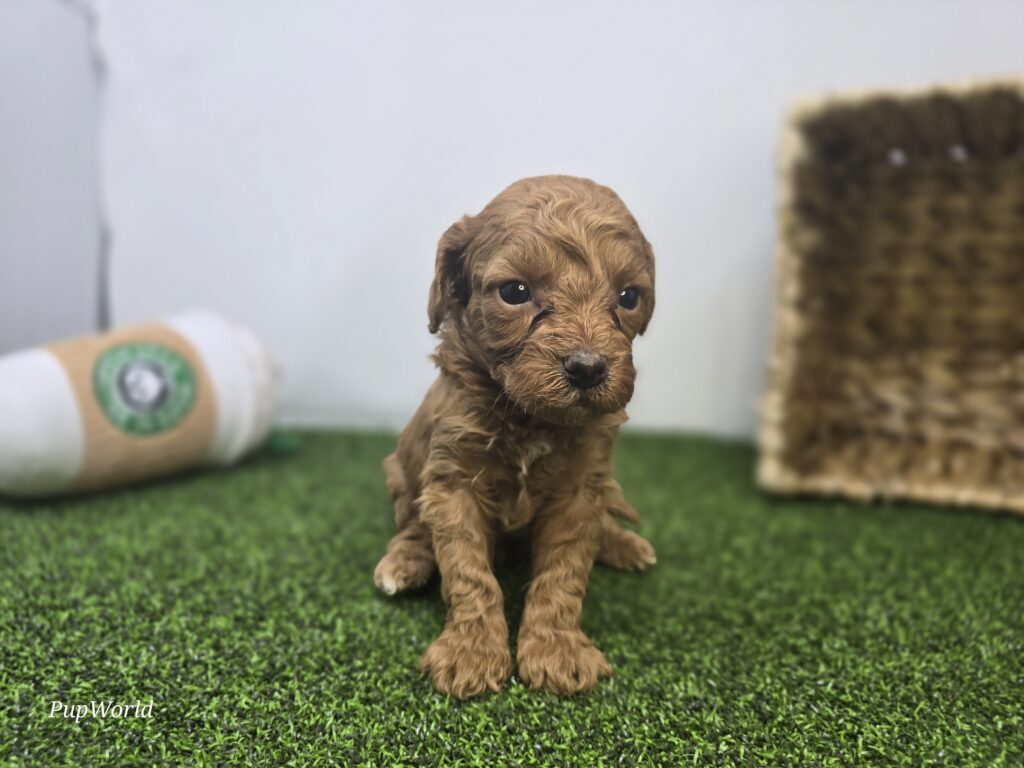 Lola - Goldendoodle Mini F1b - Image 4