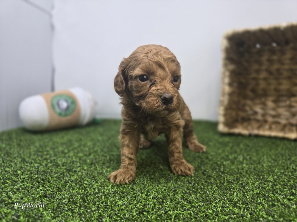 Lola - Goldendoodle Mini F1b - Image 3