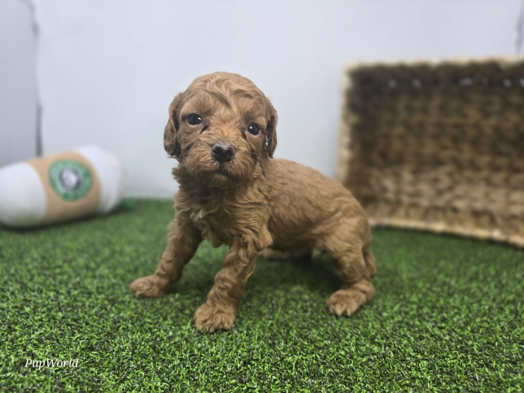 Lola - Goldendoodle Mini F1b - Image 2