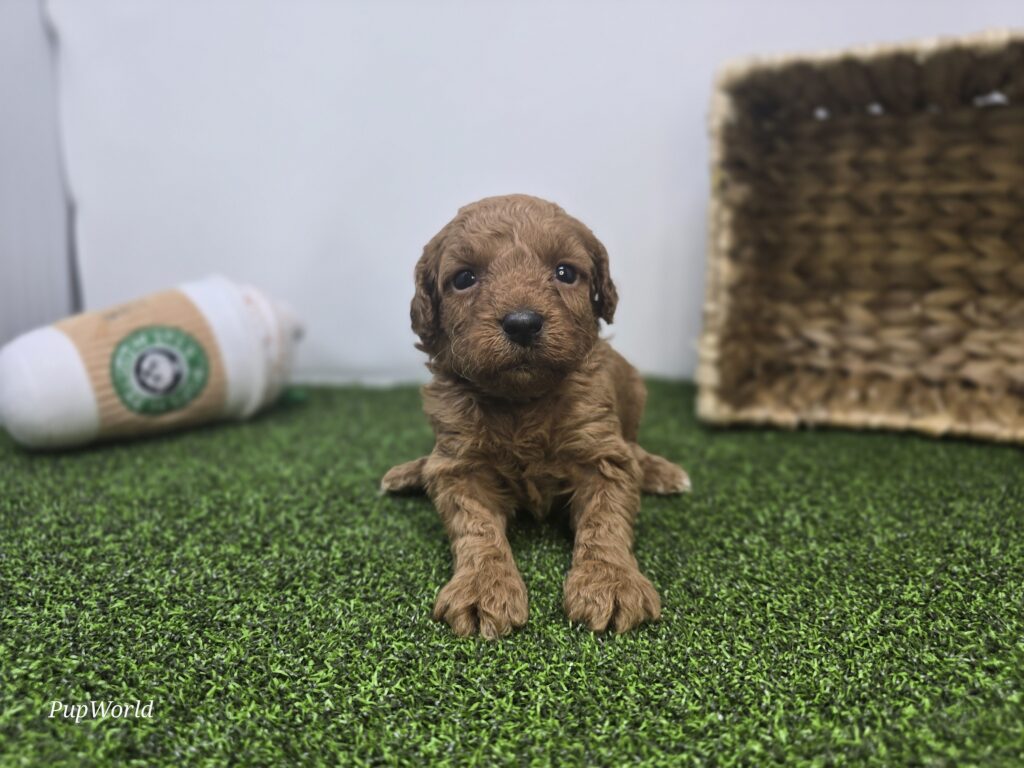 Navy - Goldendoodle Mini F1b - Image 4