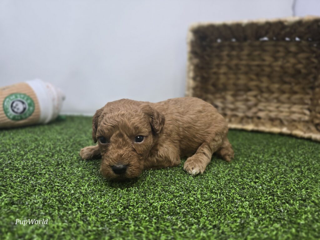 Navy - Goldendoodle Mini F1b - Image 3