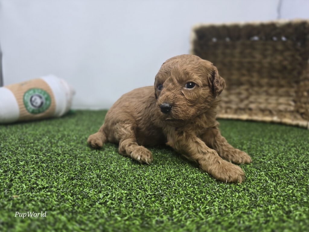 Navy - Goldendoodle Mini F1b - Image 2