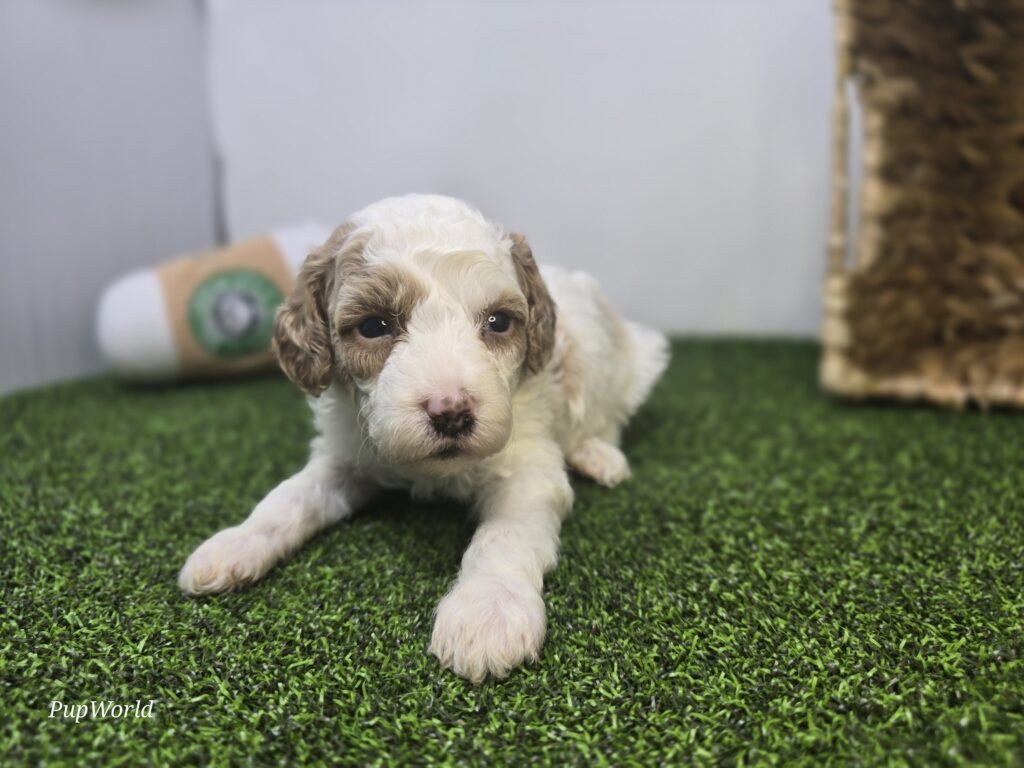 Willa - Goldendoodle Mini F1b - Image 2