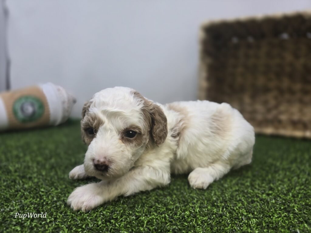 Willa - Goldendoodle Mini F1b - Image 3