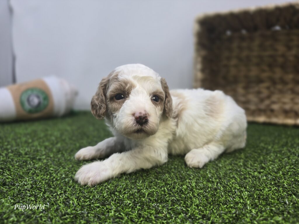 Willa - Goldendoodle Mini F1b - Image 4