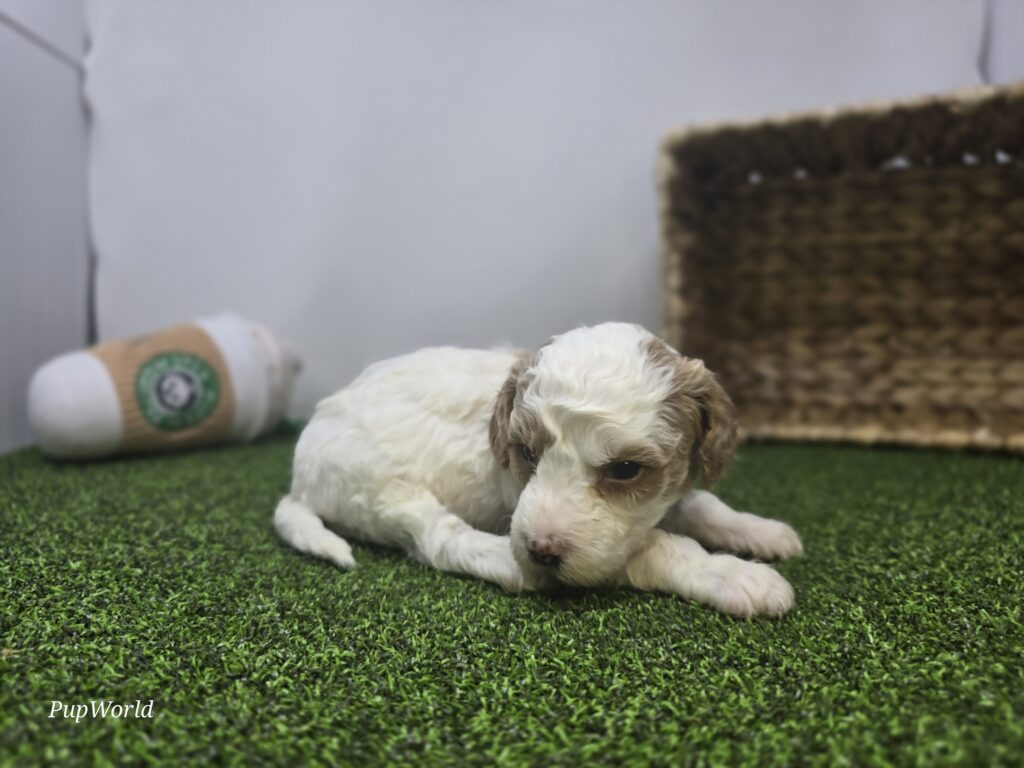 Willa - Goldendoodle Mini F1b - Image 5