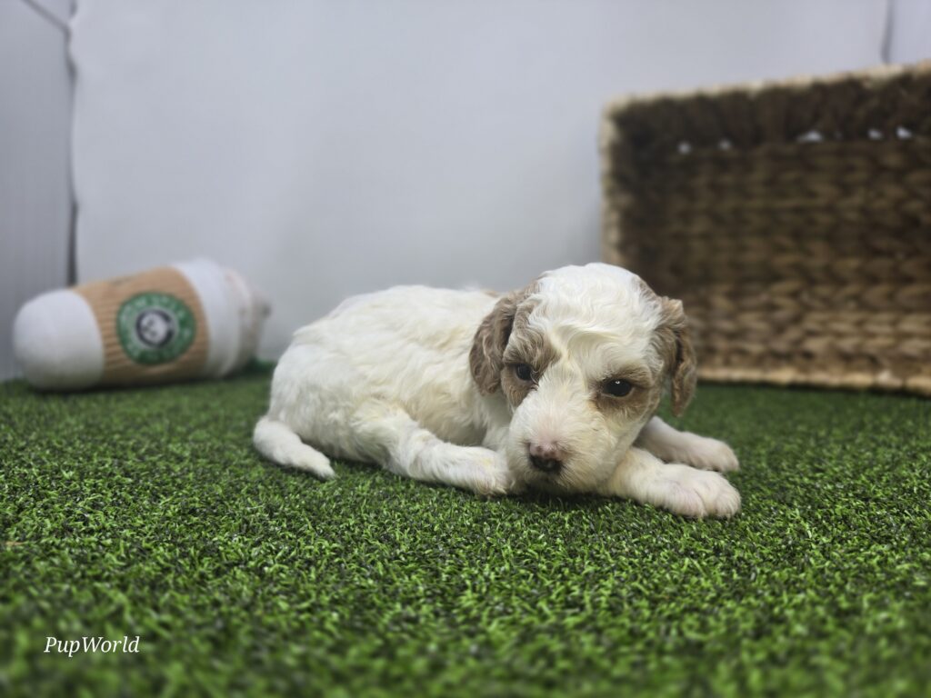 Willa - Goldendoodle Mini F1b - Image 6