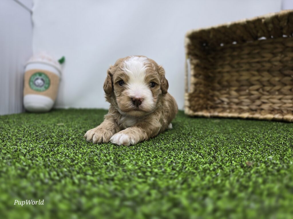 [#26253-01]  - Apricot M Cavapoo Puppies For Sale