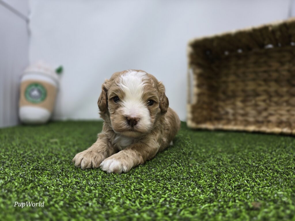 Banjo - cavapoo - Image 2