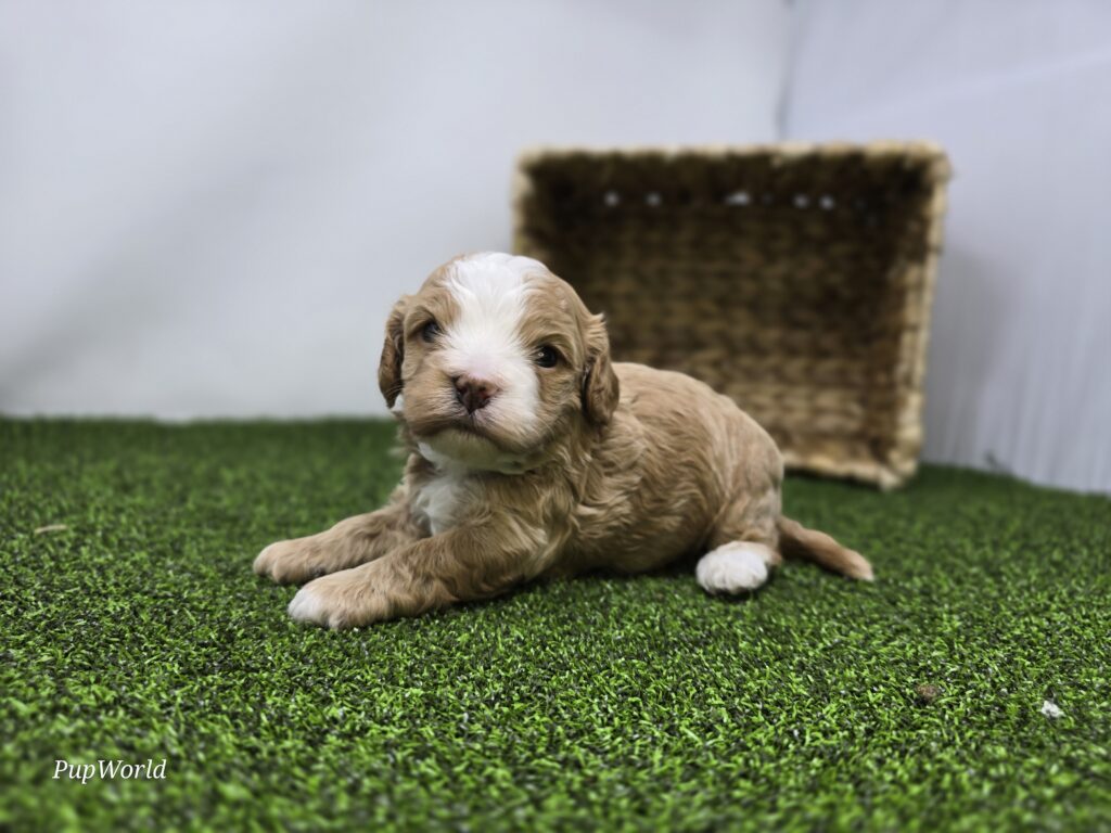 Banjo - cavapoo - Image 3