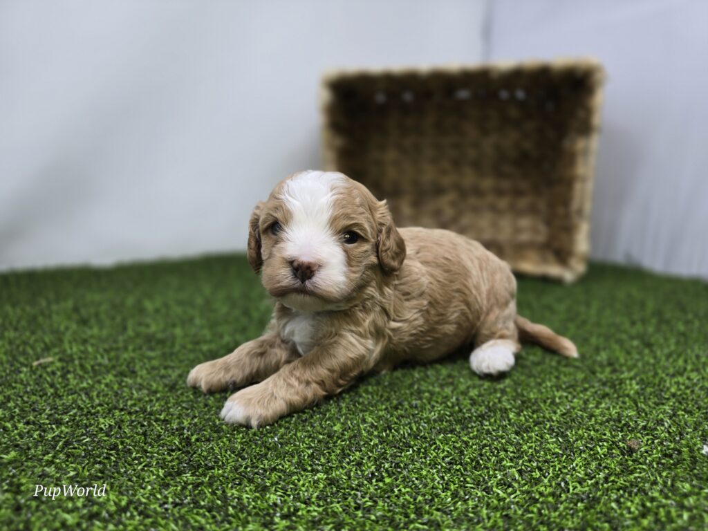Banjo - cavapoo - Image 4