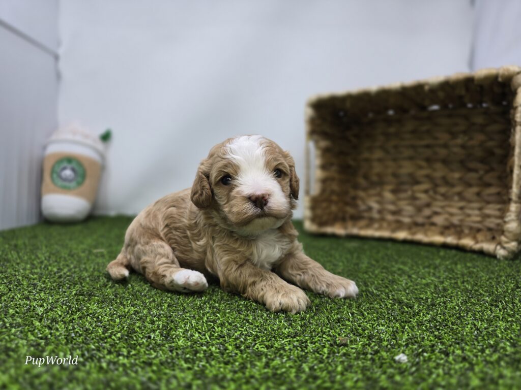 Banjo - cavapoo - Image 6