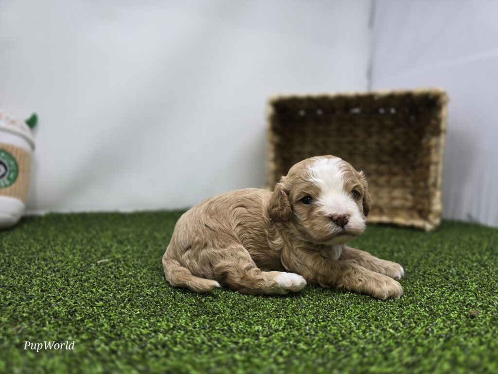 Banjo - cavapoo - Image 5