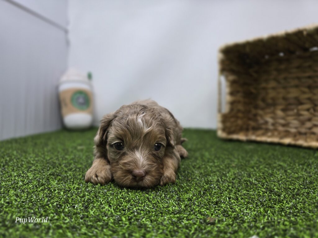 Dolly - cavapoo - Image 3