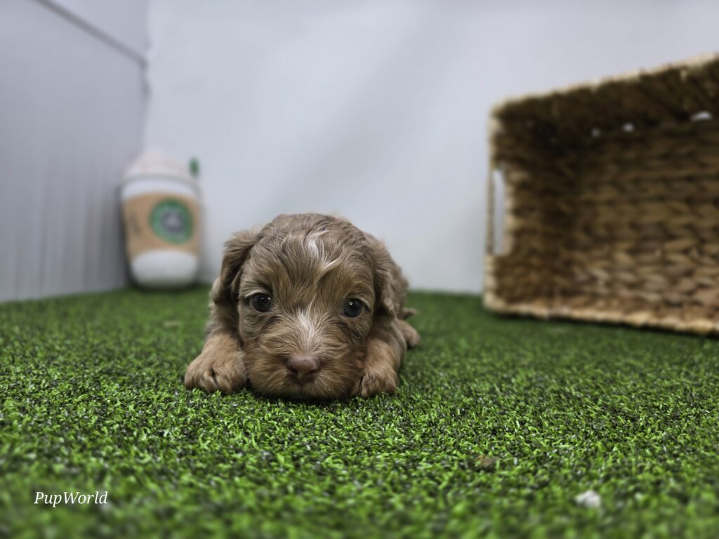 Dolly - cavapoo - Image 2