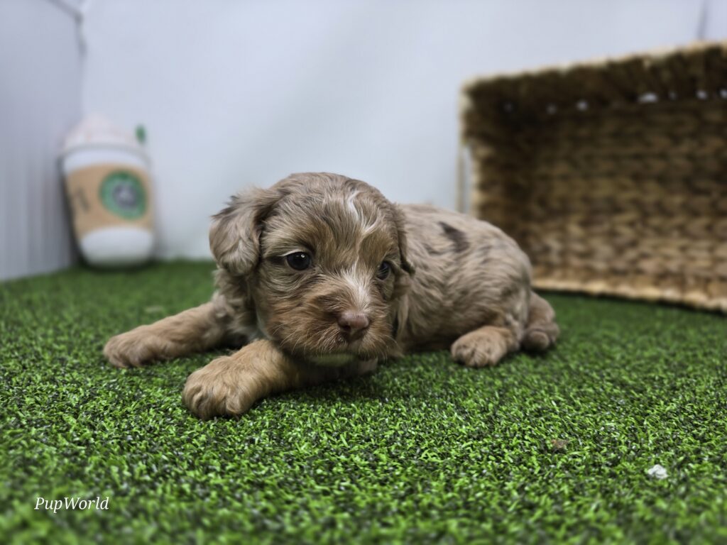 Dolly - cavapoo - Image 4