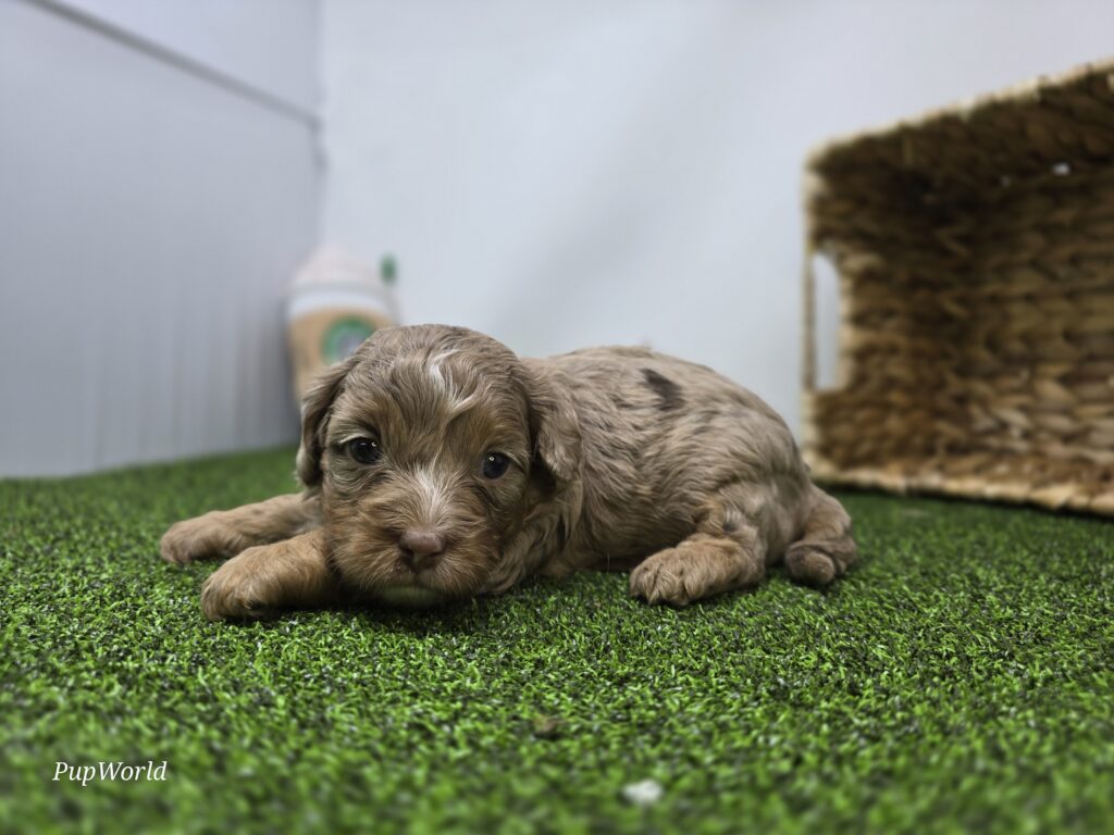 [#26253-02]  - Tan F Cavapoo Puppies For Sale
