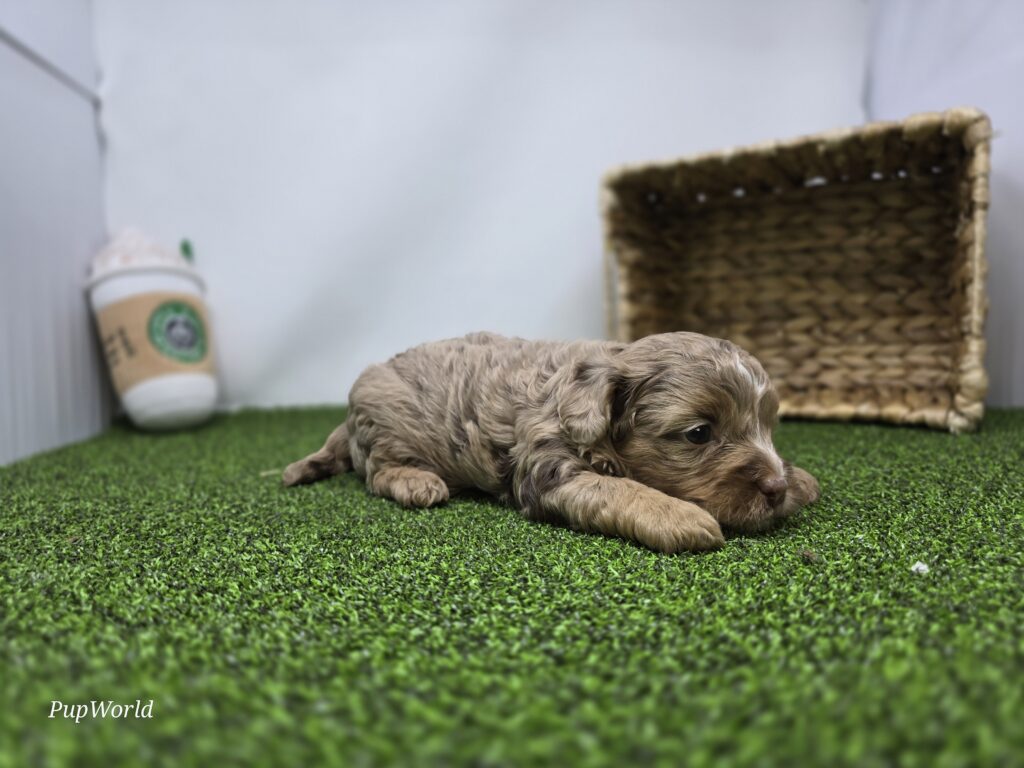 Dolly - cavapoo - Image 6