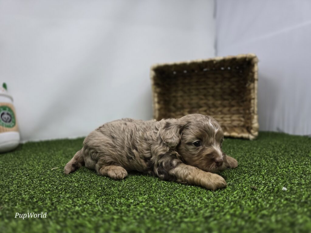 Dolly - cavapoo - Image 5