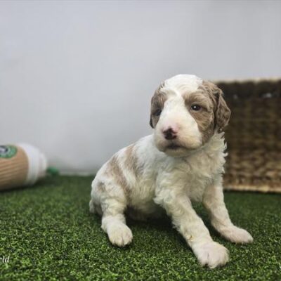 Goldendoodle Mini F1b - 1344 - Archer