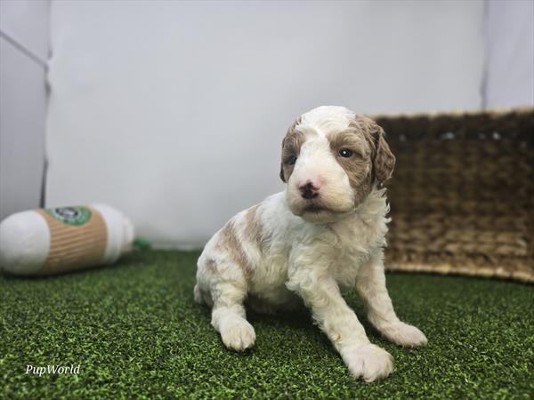 [#26246-01]  - White M Goldendoodle Mini F1b Puppies For Sale