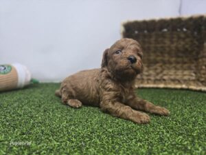 Goldendoodle Mini F1b