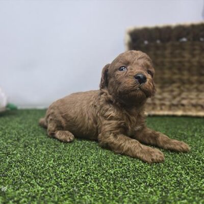 Goldendoodle Mini F1b - 1345 - Sawyer