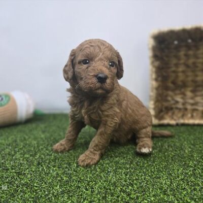 Goldendoodle Mini F1b - 1346 - Avery