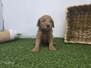 Goldendoodle Mini F1b