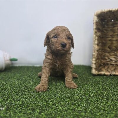 Goldendoodle Mini F1b - 1347 - Lucy