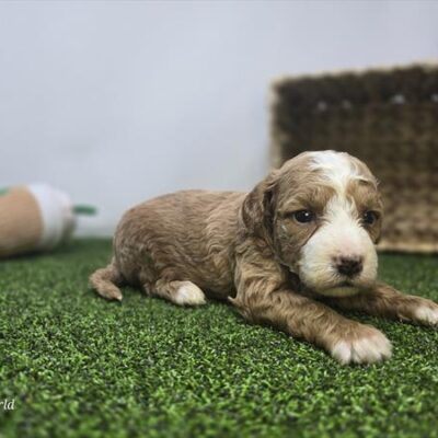 Goldendoodle Mini F1b - 1348 - Lainey